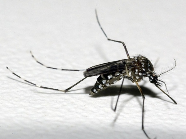 Nova linhagem do vírus da zika está em circulação no Brasil, diz estudo