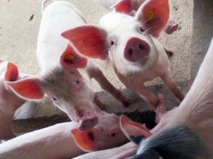 Novo vírus da gripe com ‘potencial pandêmico’ é encontrado na China