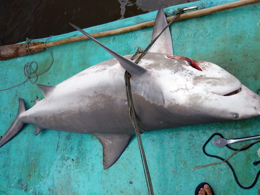 Tubarão de 2 metros é capturado em alto mar na Barra Nova, em Marechal Deodoro
