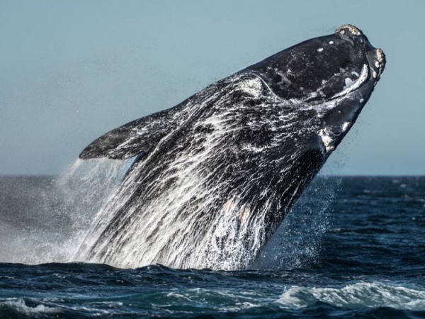 Mulher é esmagada por baleias jubarte e fica gravemente ferida