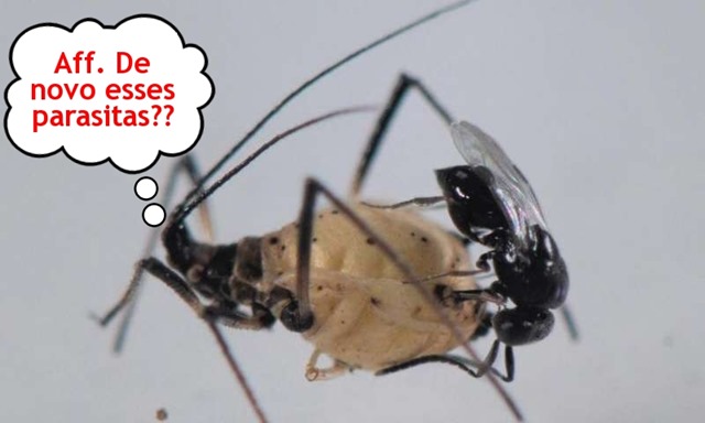 Olho Vivo: a “moral” dos parasitas e a luta corrupta contra a corrupção