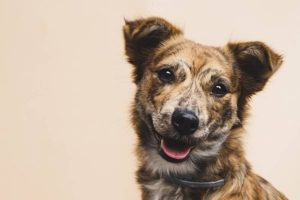 Comprovado! Pets ajudam no envelhecimento saudável e na qualidade de vida