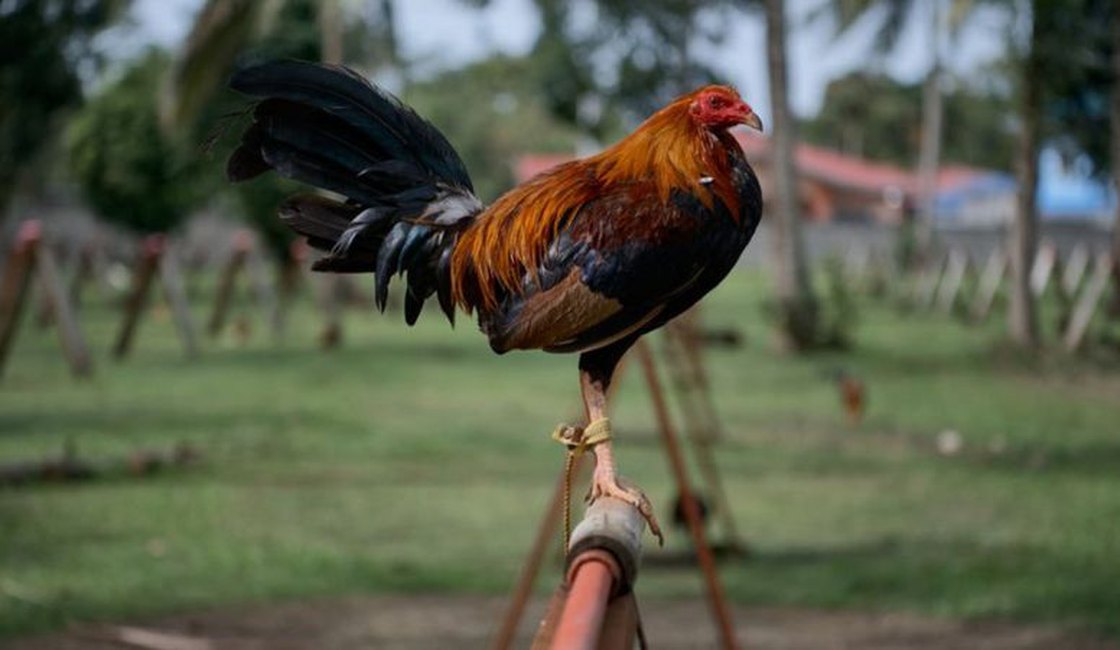 Galo usado em rinha ilegal na Índia mata o próprio dono