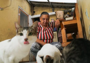 Desempregados abrem mão de comer para alimentar animais de estimação