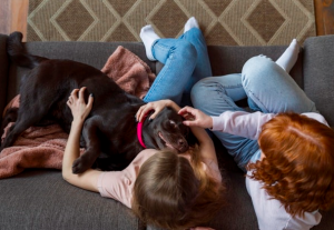 Seu cachorro te segue por toda a casa? Descubra o motivo