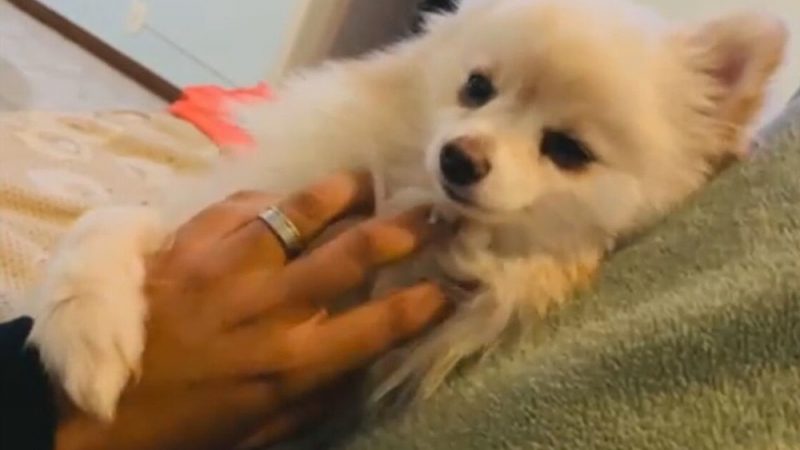 Mulher recebe cachorro morto após banho em pet shop no DF