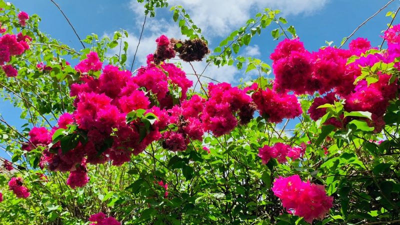 Primavera começa nesta quarta-feira com previsão de dias mais quentes em Alagoas