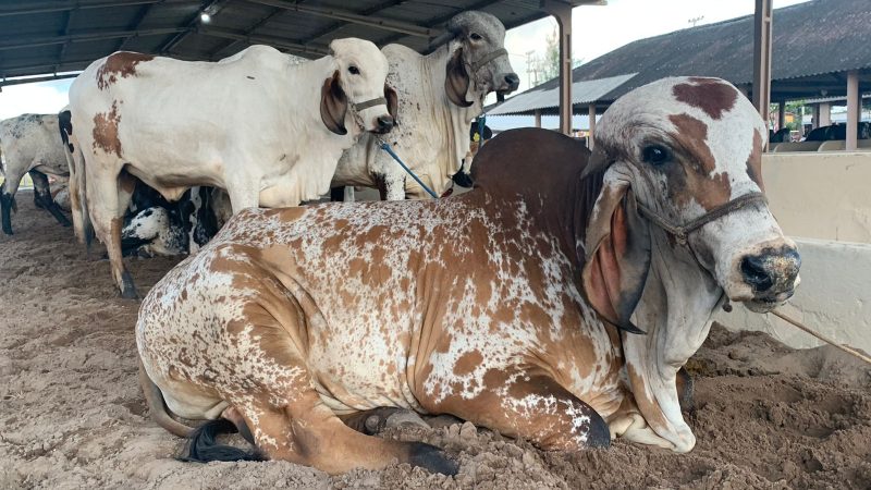 Expoagro: começa a festa do campo na cidade