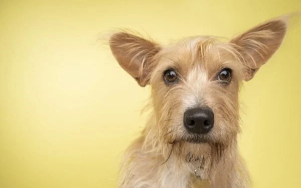 Bolsonaro sanciona lei que proíbe sacrifício de cães e gatos saudáveis