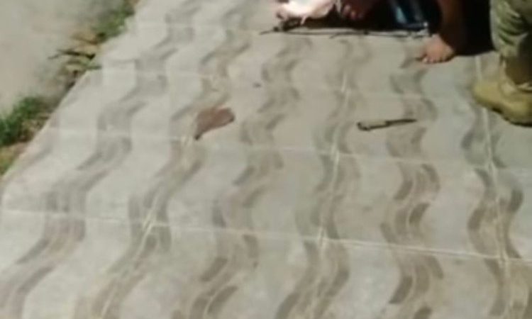 Cachorro Pitbull ataca o próprio dono no Benedito Bentes