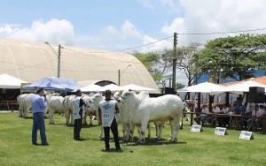Expoagro/AL 2021 divulga programação diversificada para todos os gostos