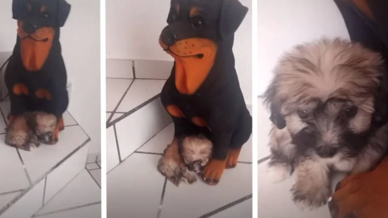 Carente, cachorro adotado pensa que é filho de cofrinho em formato de cão