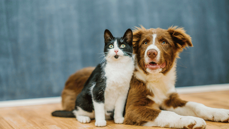Cães e gatos podem ter vírus da covid-19, mas não transmitem a doença