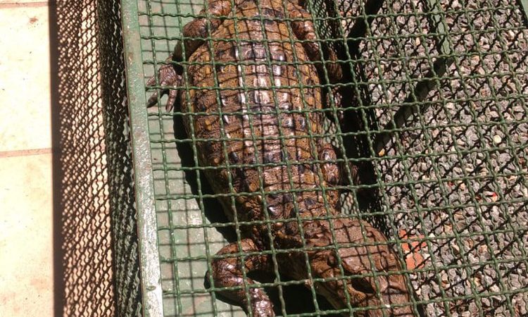 Empresário encontra jacaré na porta de estabelecimento na Gruta de Lourdes