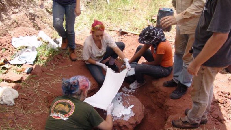 Museu Nacional anuncia descoberta de dinossauro muito raro