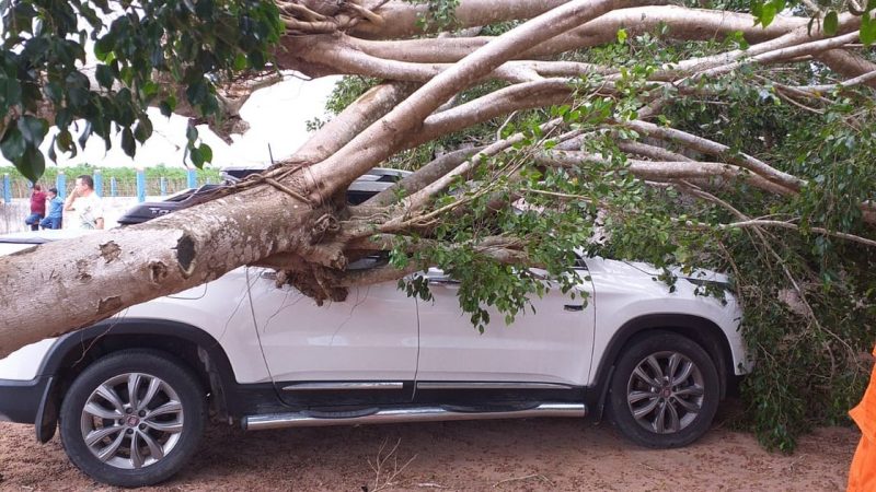 Ventania derruba árvores em municípios alagoanos