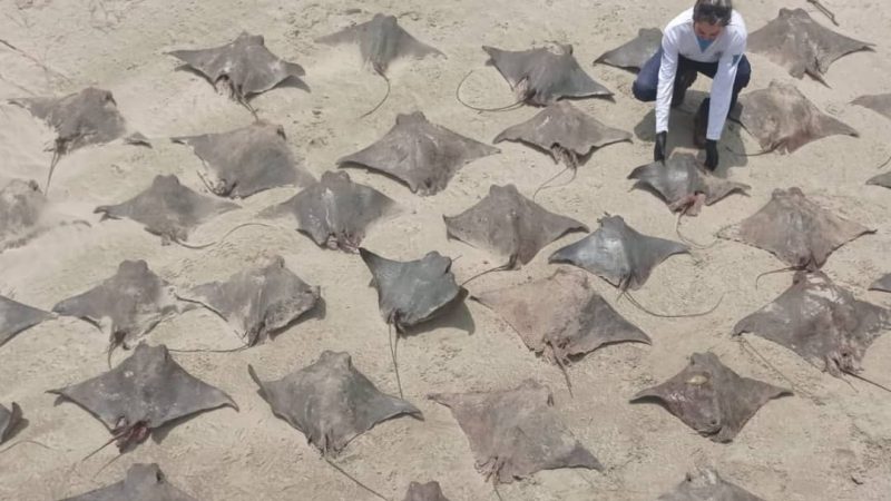 Mais de 50 raias e tubarões são encontrados mortos em praia do litoral de São Paulo