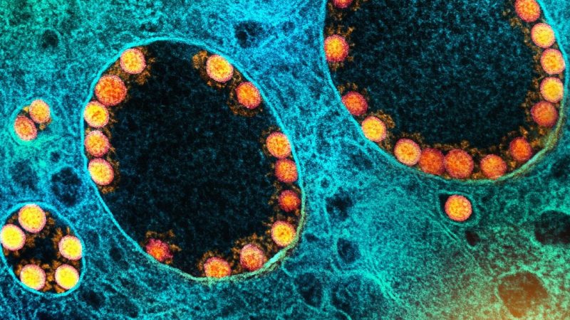 OMS diz que Ômicron é “bastante infecciosa”, mas não deve haver pânico