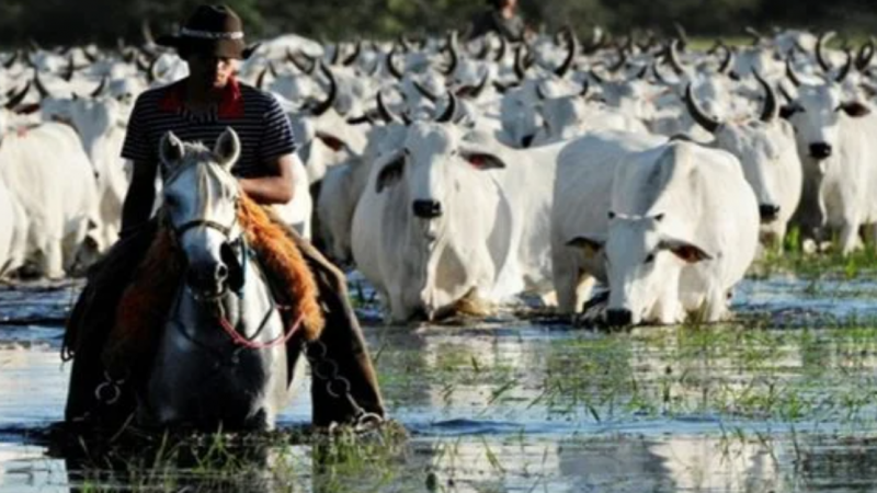 China acaba com suspensão da compra da carne brasileira