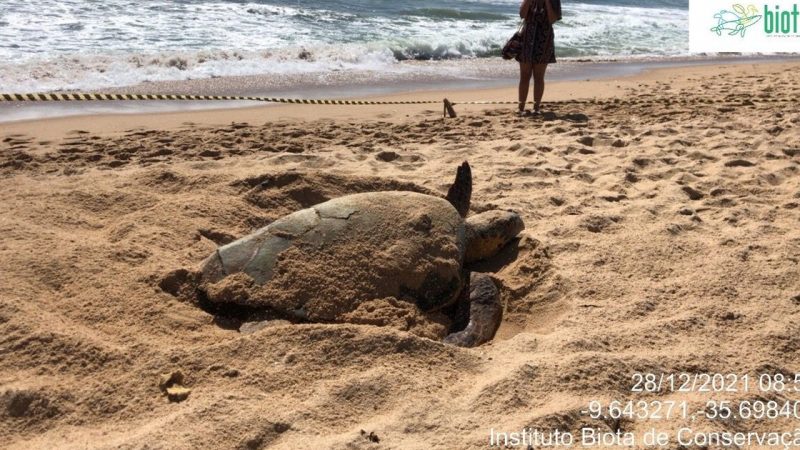 Tartaruga desova na Praia de Jatiúca e é monitorada por Instituto Biota
