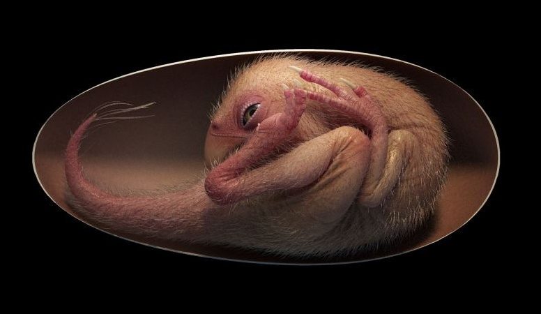 Dinossauro bebê perfeitamente preservado é descoberto enrolado dentro de ovo