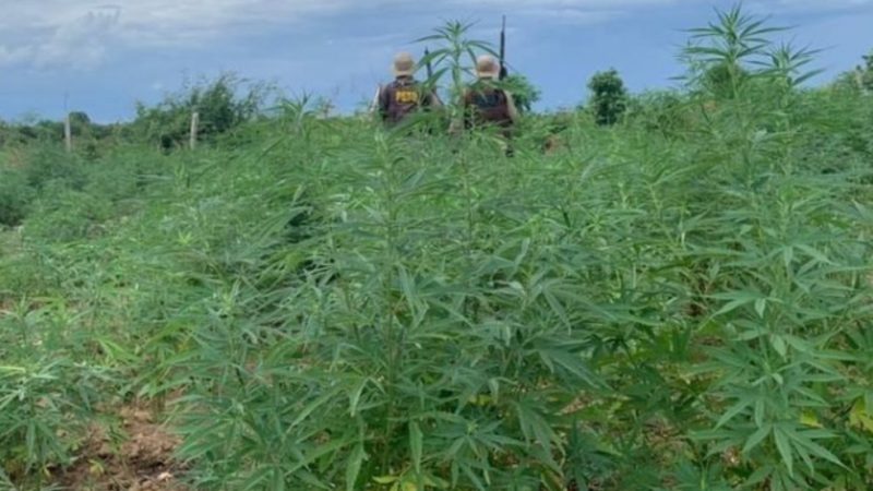 Com medo de efeito na população, cidade argentina barra a queima de 20 mil quilos de maconha