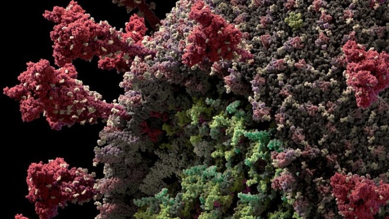 Pesquisadores da USP isolam variante ômicron do SARS-CoV-2