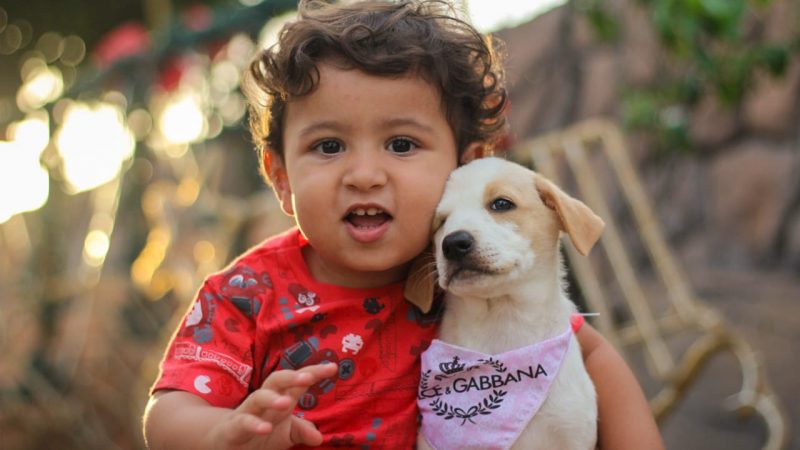 Feira de Adoção de animais será realizada em Palmeira dos Índios no domingo (16)