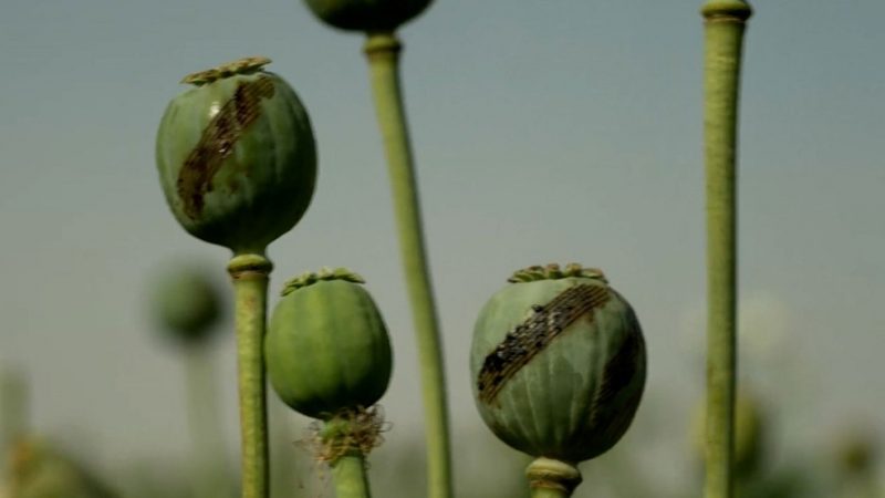 Sob Talibã, tráfico de drogas cresce no Afeganistão