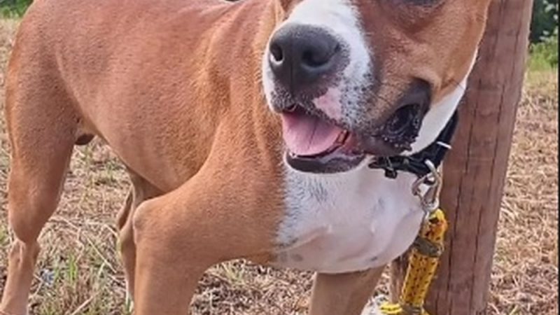 Ambulante é presa suspeita de envenenar cachorros em Maceió