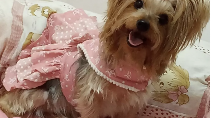 Pedagoga que esperava pagar com ‘dinheiro esquecido’ o tratamento dentário da cadelinha descobre que só tem direito a 2 centavos