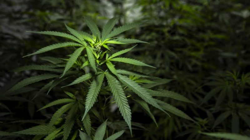 Professora do DF é presa por ensinar receitas com maconha na air fryer