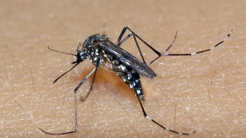Em AL, casos de dengue, chikungunya e Zika aumentaram 741%; 1.200% e 378,3% em relação ao ano passado