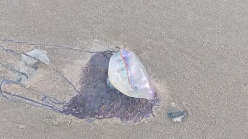Crianças são queimadas por caravelas na Praia do Francês, AL