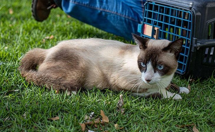 Feira de Adoção leva cães e gatos para Rua Aberta neste domingo, em Maceió