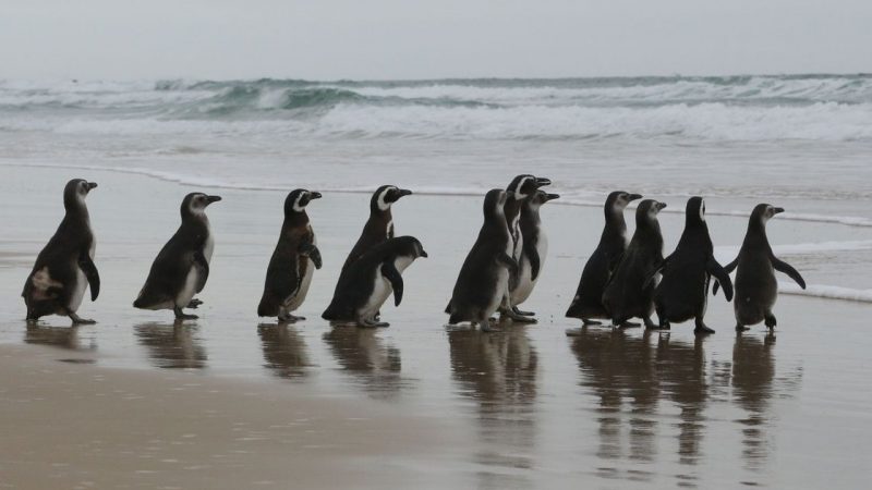 Pinguins chegam à costa brasileira após migrarem do extremo sul do planeta