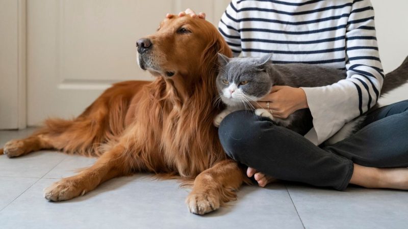 Conheça 6 benefícios dos pets para a saúde dos humanos