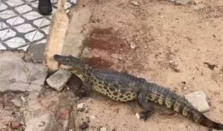 Jacarés aparecem em perímetro urbano, assusta moradores e causa polêmica em Palmeira dos Índios