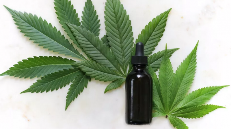 Sessão na ALE vai debater uso da cannabis medicinal em Alagoas