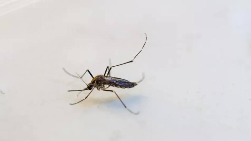 Alagoas investiga 13 mortes que podem ter sido causadas pelo mosquito Aedes aegypti