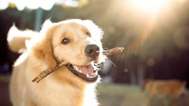Veja por que alguns cachorros mudam o comportamento ao serem castrados