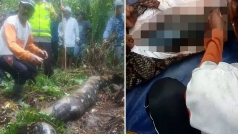 Moradores abrem Píton de 7 metros e encontram o corpo de mulher desaparecida