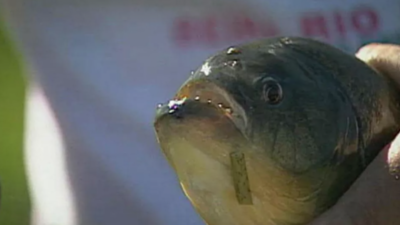 Banhistas são atacados por piranhas em praia de Pão de Açúcar, em AL