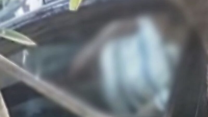 Prefeitura de Maragogi afasta servidor que foi flagrado se masturbando em carro de secretaria