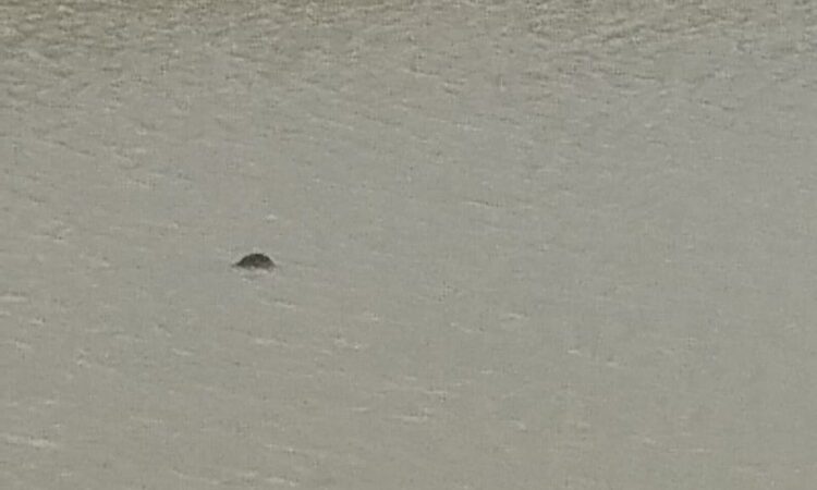 Corpo de homem é encontrado boiando após mergulho em barragem em Girau