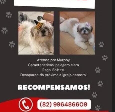 Família oferece recompensa para quem encontrar cadela da raça shih-tzu furtada em Palmeira dos Índios