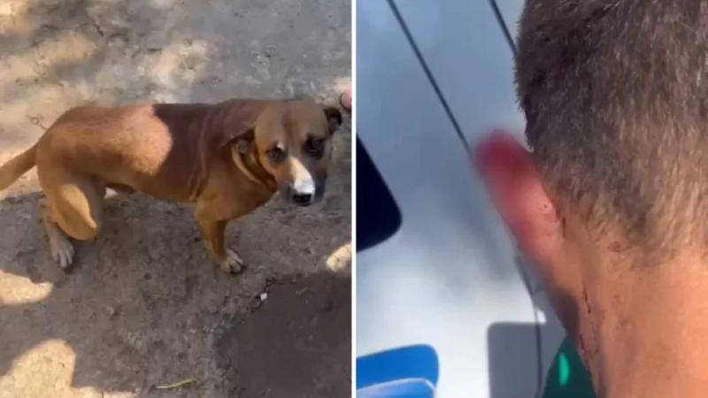 Cachorro arranca parte da orelha de ladrão e impede roubo