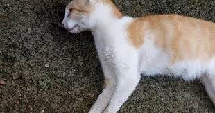 Mortes Cruéis em Condomínio: Denúncia de envenenamento de animais em Maceió