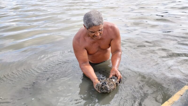 Impactos devastadores após o colapso da Mina 18: Mortandade de sururus e animais na Lagoa Mundaú preocupa pescadores