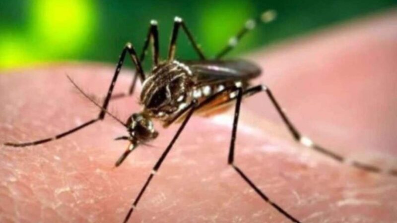 Paciente morre por dengue hemorrágica em hospital particular do DF